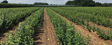 Apple Rootstock & Plants