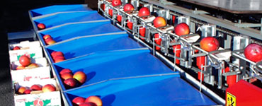 Fruit Grading Machines